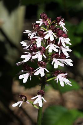 Orchis purpurea HudsonPurperorchis