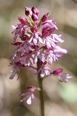Orchis x hybrida boenningh (orchis militaris x orchis purpurea)