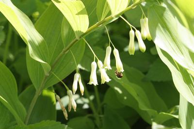 Polygonatum multiflorumSolomon's-seal Gewone salomonszegel