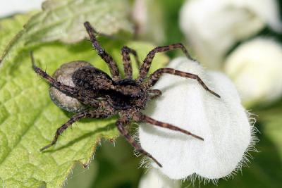 Pardosa amentata Wolf spider Tuinwolfspin