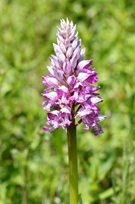 Orchis militarisMilitary orchid Soldaatje