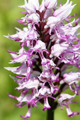 Orchis simia Lam Monkey orchid  Aapjesorchis