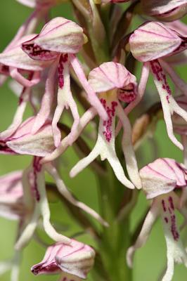 Orchiaseras spurium (Aceras anthropophorum x Orchis militaris)