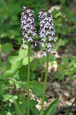 Orchis purpurea HudsonPurperorchis