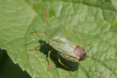 Palomena prasina Green shield bug Groene Stinkwants 