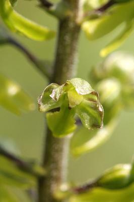 Listera ovata<br> Twayblade <br>Grote keverorchis