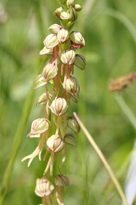 Orchis anthropophora (formerly Aceras anthropophorum) Man orchidPoppenorchis