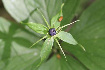 Paris quadrifolia  Herb Paris Eenbes