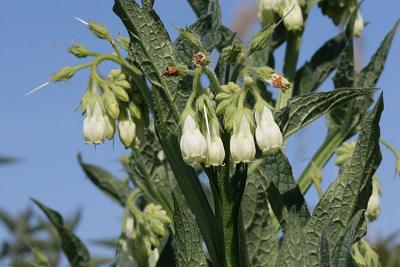 Symphytum officinaleComfreyGewone smeerwortel