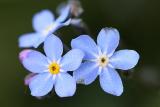 Myosotis arvensis <br>Field forget-me-not <br>Akkervergeet-mij-nietje 