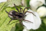 Pardosa amentata <br>Wolf spider <br>Tuinwolfspin