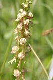 Aceras anthropophorumMan orchidPoppenorchis
