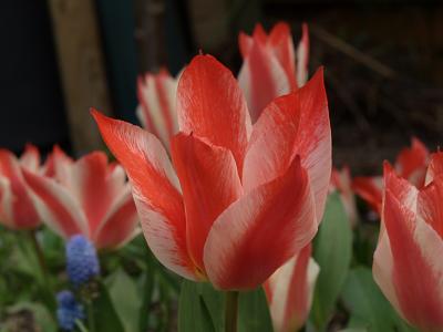Tulip Czaar Peter
