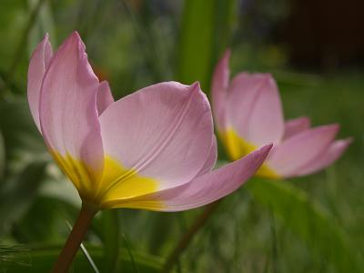 Little Keukenhof