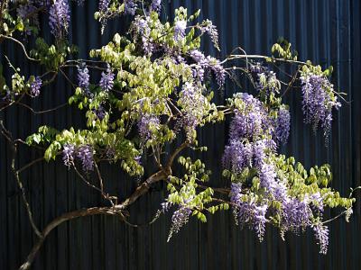 Wisteria at the Pottery