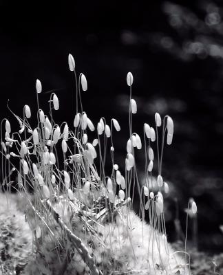 Tiny Flowers