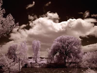 Tree  in Pink