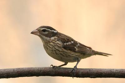 Rose-breasted Grosbeak (female)