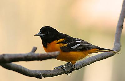 Baltimore Oriole