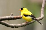 American Goldfinch 3