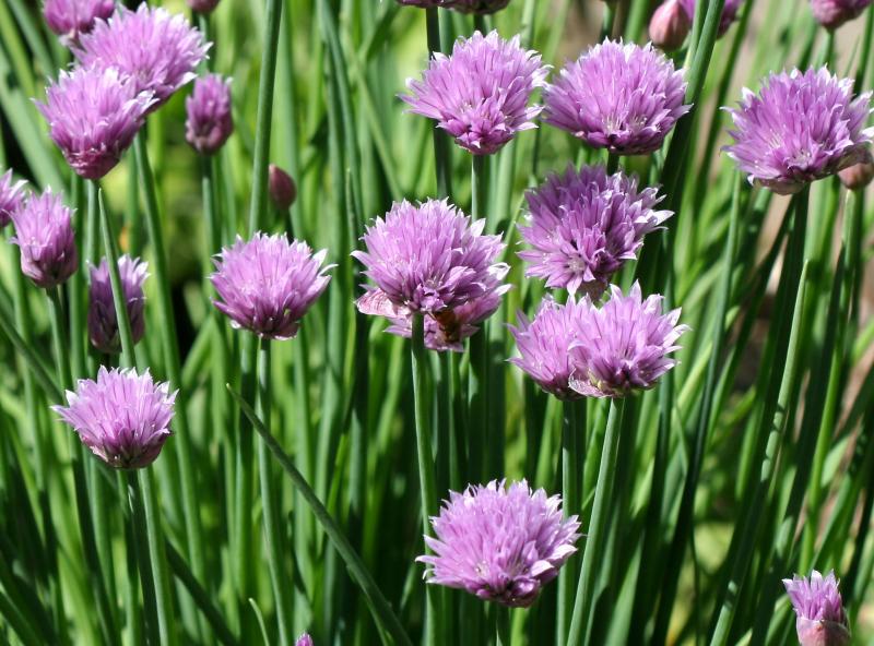 Chives