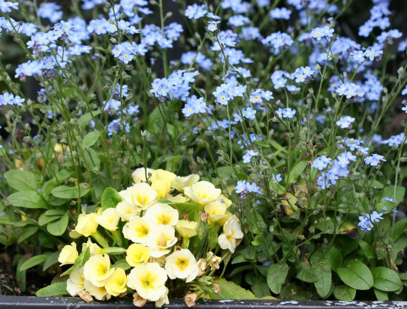 Primroses & Forget Me Not Flower Box on West 10th Street