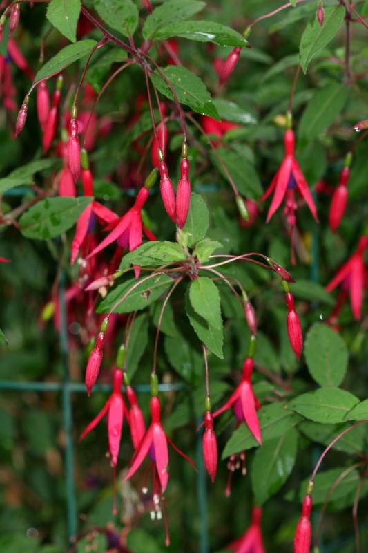 Fuchsia