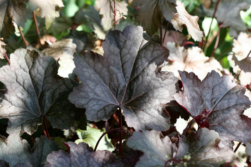 Coral Bells or Heuchera