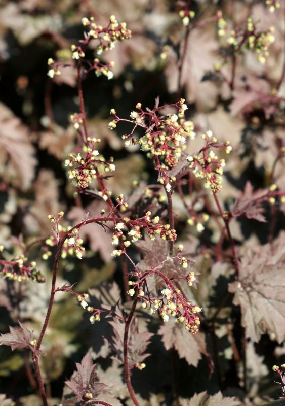 Coral Bells or Heuchera