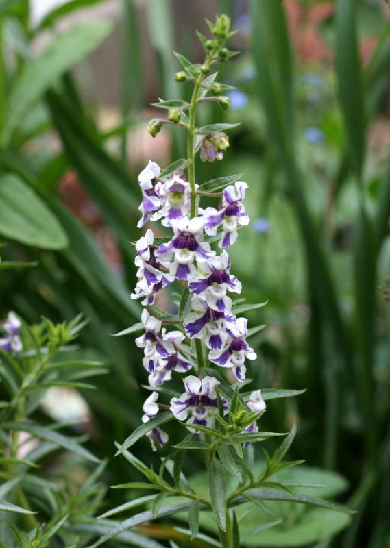 Angelonia