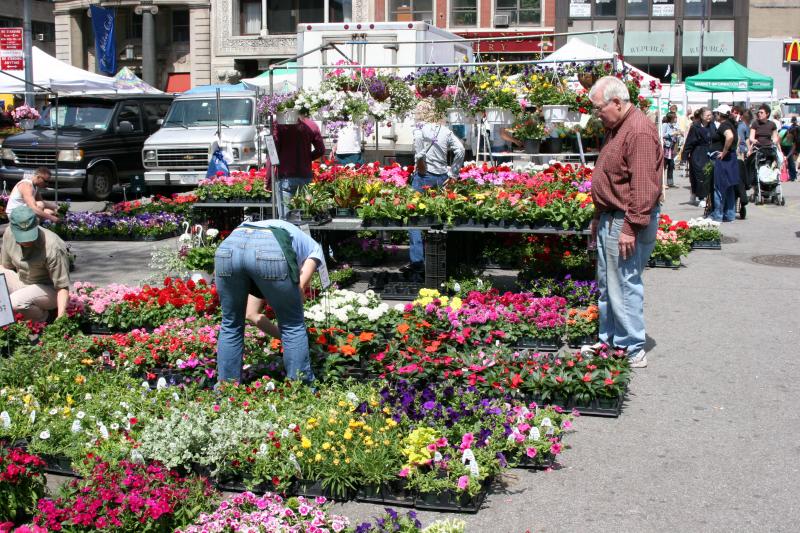Spring Flowers