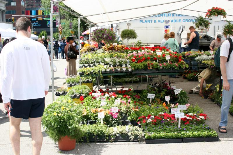 Spring & Summer Flowers