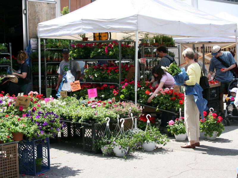 Spring & Summer Flowers