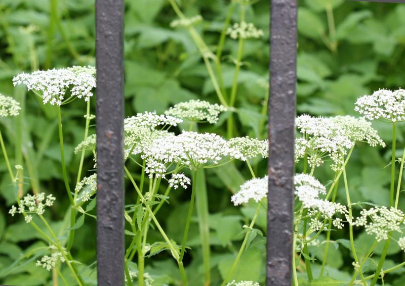 Queen Anns Lace WSP