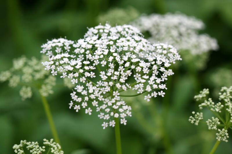 Queen Anns Lace WSP