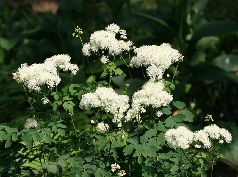 Meadow  Rue