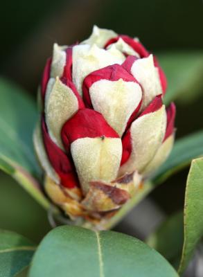 Rhododendron Bud