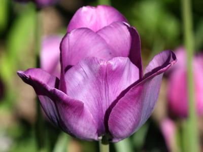 Tulip