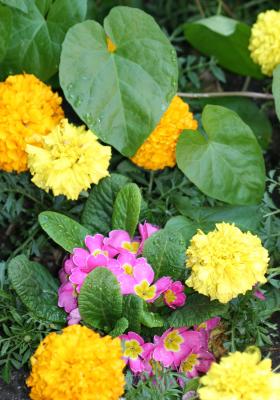 Maridgolds & Primroses