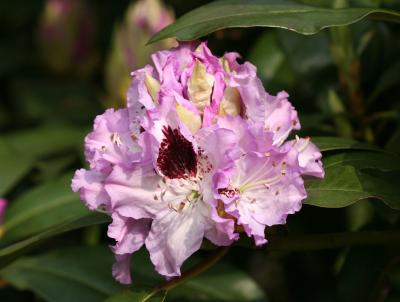 Rhododendron