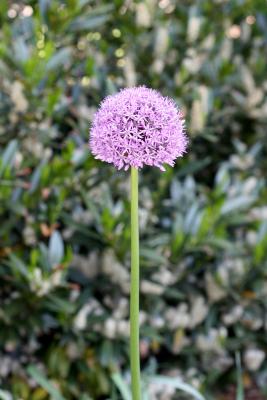 Allium