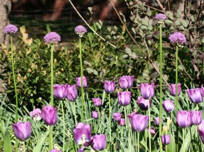 Allium & Tulips