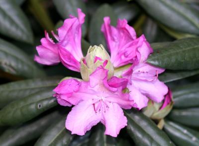 Rhododendron NYU LL
