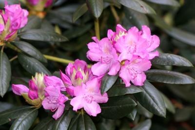 Rhododendron NYU LL