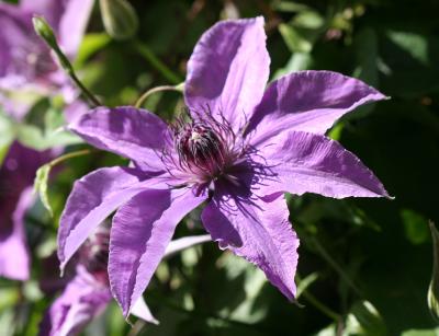 Clematis