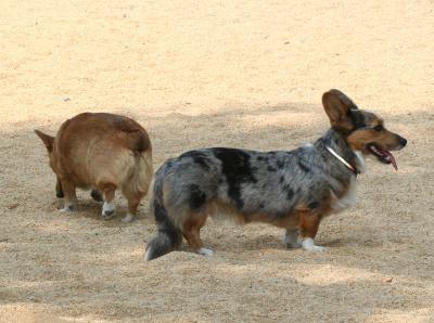 Pembroke & Cardigan Corgis in WSP Dog Run