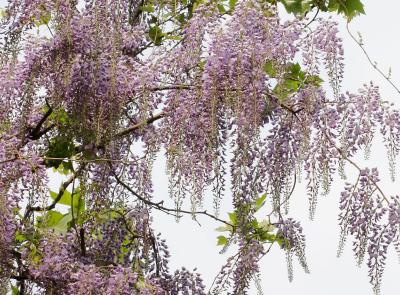 Wisteria