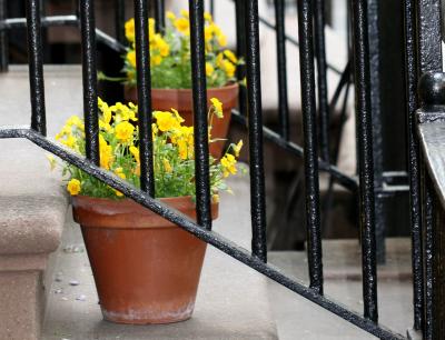 Potted Pansies on Waverly  Place Stoop