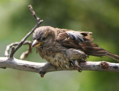 Sparrow Just Out of a Bird Bath
