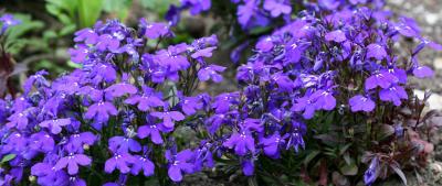 Lobelia